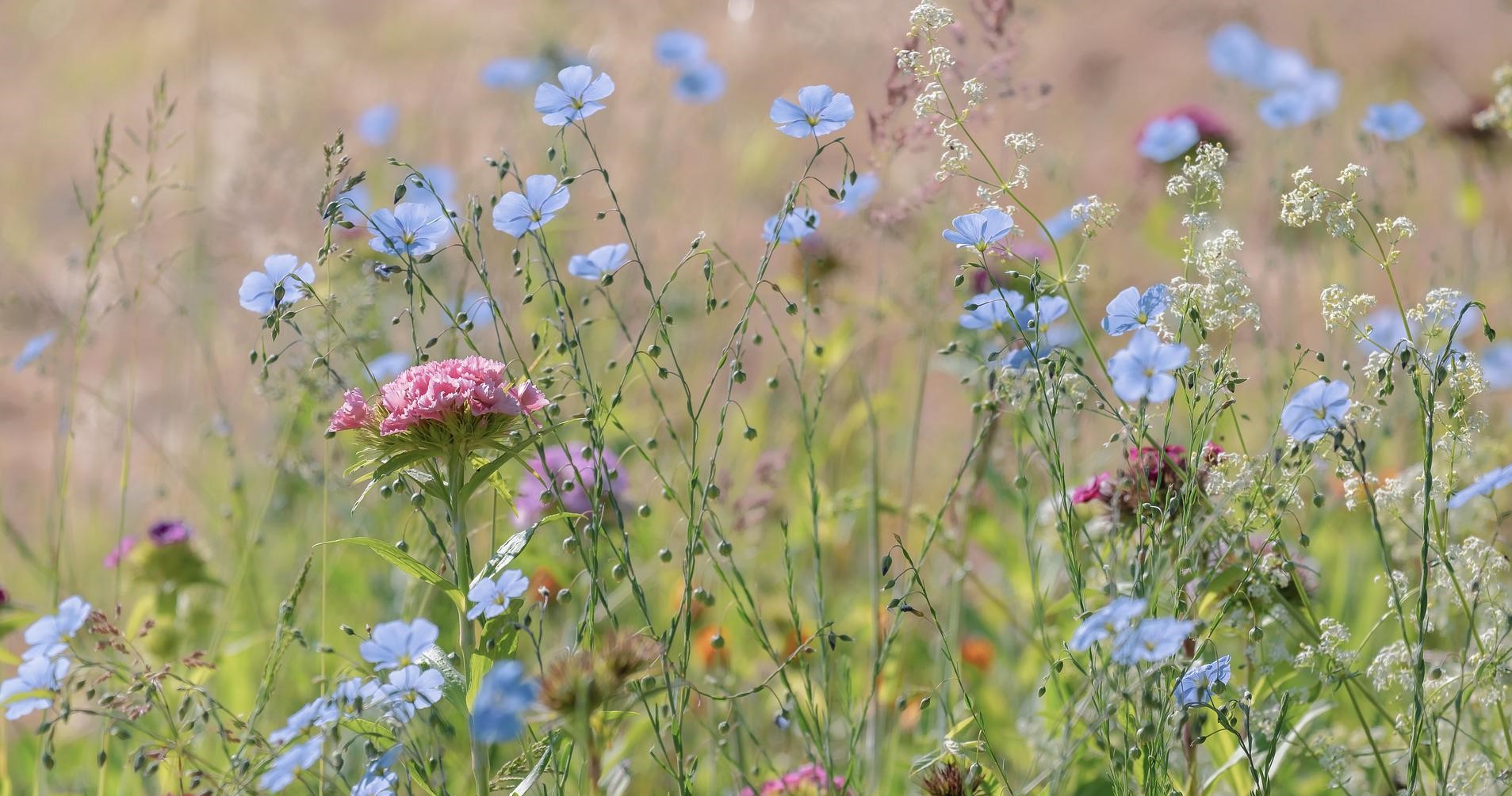 Foto Onderzoekscentrum nodigt je uit om stad als natuurgebied te benaderen.